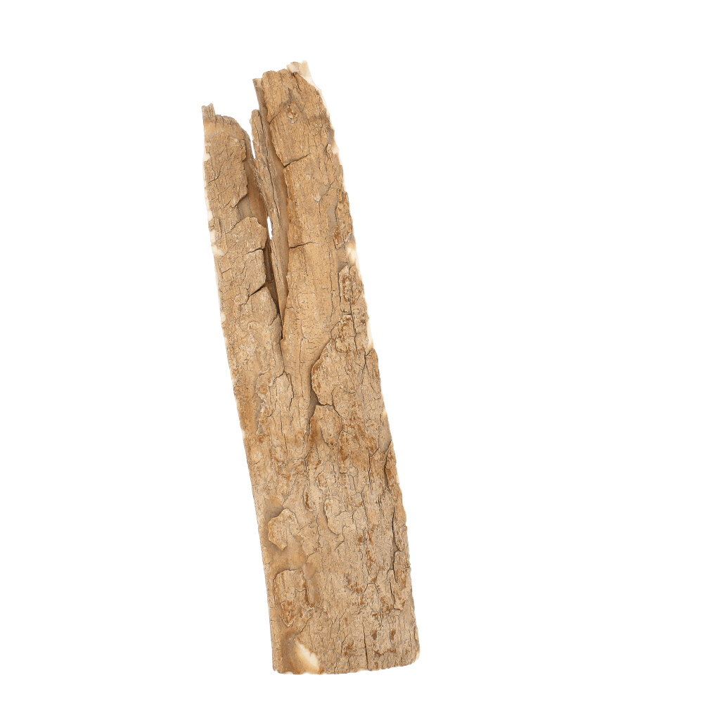 Get your Woolly Mammoth Tusk Fossil Fragment from Alaska online now or in store at Forever Gems in Franschhoek, South Africa