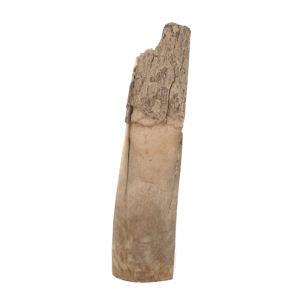 Get your Woolly Mammoth Tusk Fossil from Alaska – Ice Age Fragment online now or in store at Forever Gems in Franschhoek, South Africa