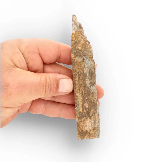Get your Woolly Mammoth Tusk Fragment from Alaska – Ice Age Fossil online now or in store at Forever Gems in Franschhoek, South Africa