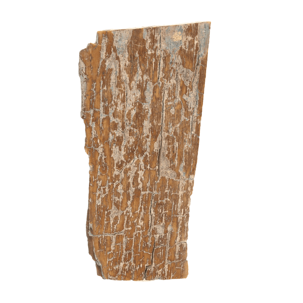 Woolly Mammoth Tusk Fragment from Alaska Ice Age Fossil