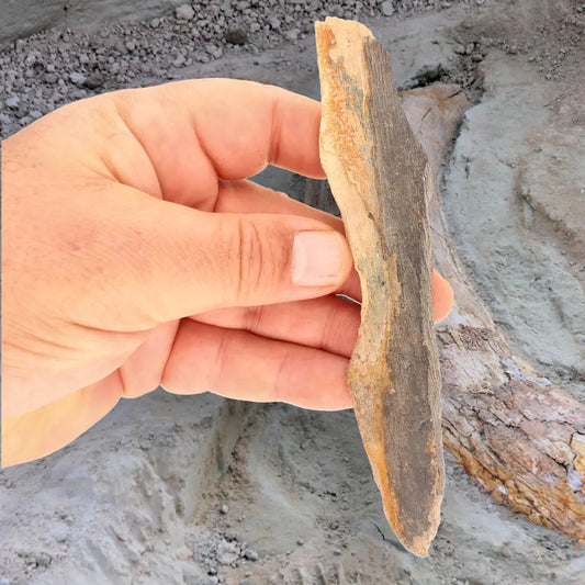 Weathered Woolly Mammoth Tusk Fragment from Alaska Fossil