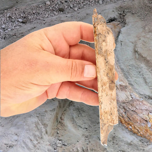 Woolly Mammoth Tusk Fossil Fragment from Alaska USA Specimen
