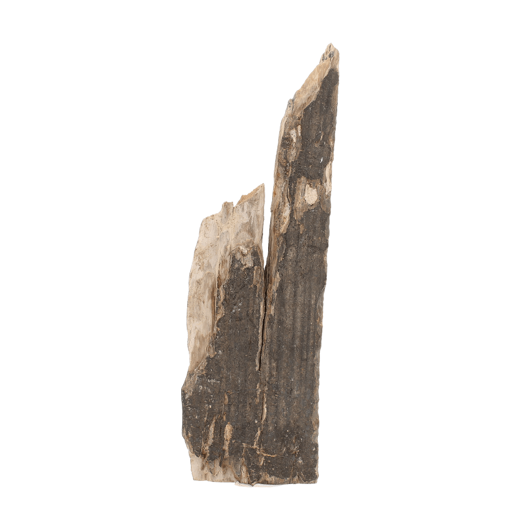 Woolly Mammoth Tusk Fossil Fragment from Alaska USA