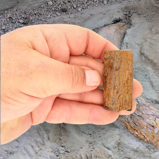 Get your Authentic Woolly Mammoth Tusk Fossil Piece from Alaska online now or in store at Forever Gems in Franschhoek, South Africa