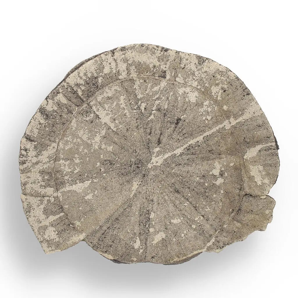 Get your Pyrite Sun: 350-Million-Year-Old Wonder online now or in store at Forever Gems in Franschhoek, South Africa