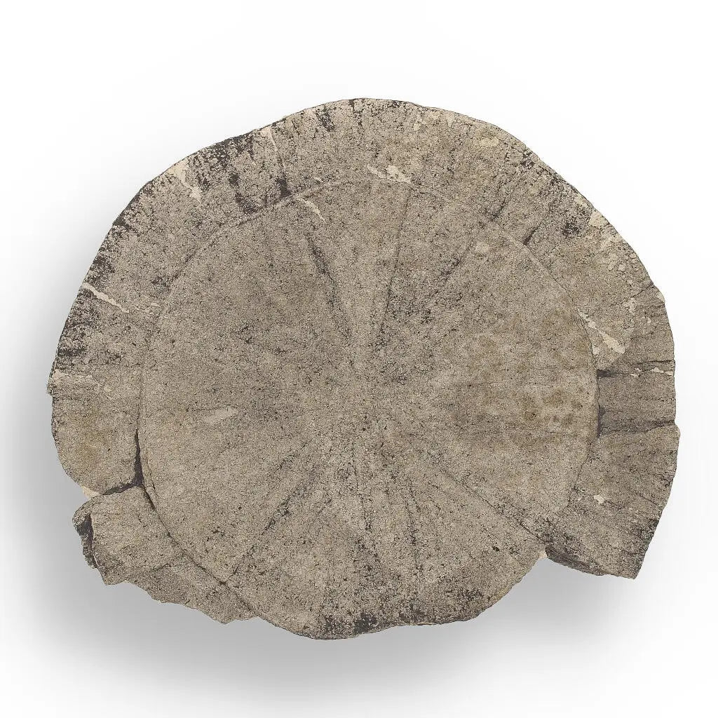 Get your Pyrite Sun: 350-Million-Year-Old Wonder online now or in store at Forever Gems in Franschhoek, South Africa