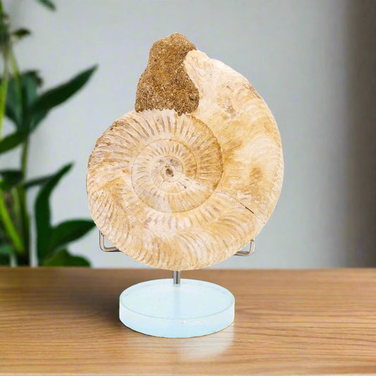 Get your Dazzling White Spines Ammonite (Madagascar) - Start your fossil collection online now or in store at Forever Gems in Franschhoek, South Africa