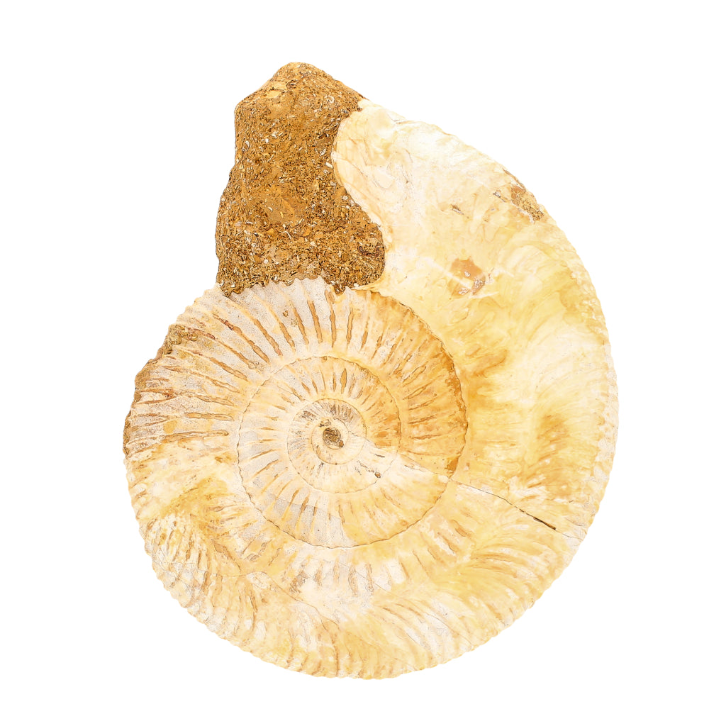 Buy your Ammonite Fossil (Natural Large White Spined) online now or in store at Forever Gems in Franschhoek, South Africa