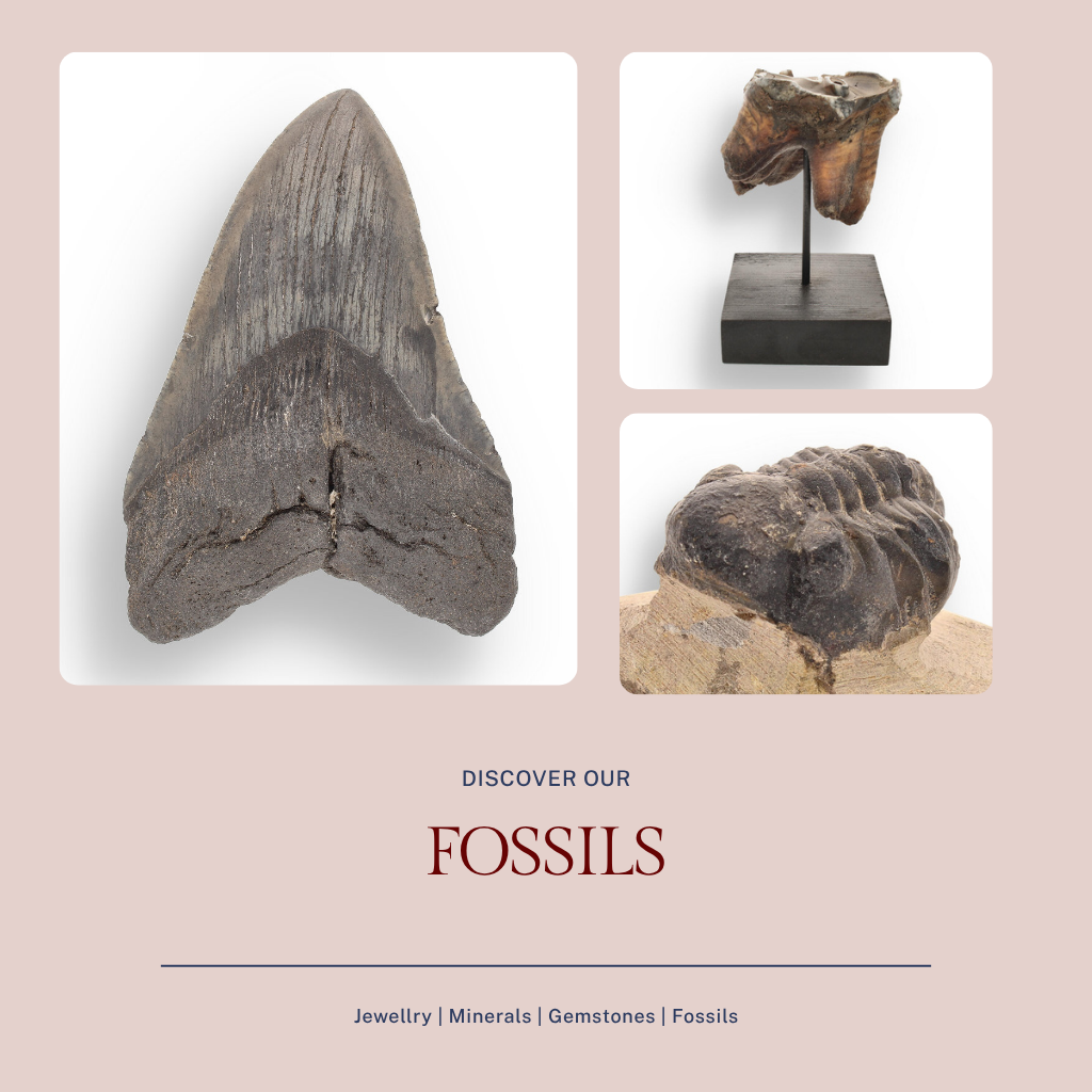 Fossils - ForeverGems_SA