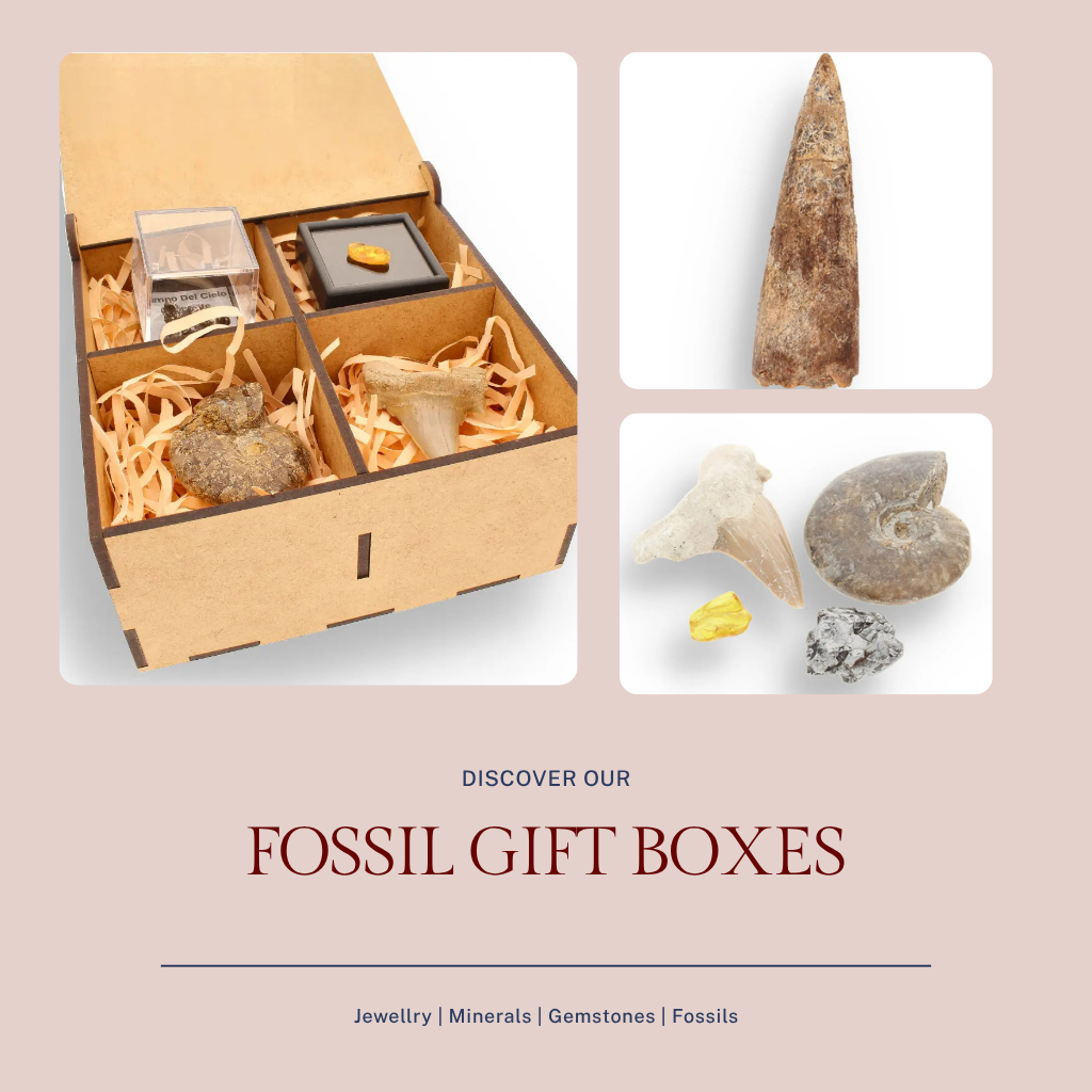 Fossil Gift Box - ForeverGems_SA