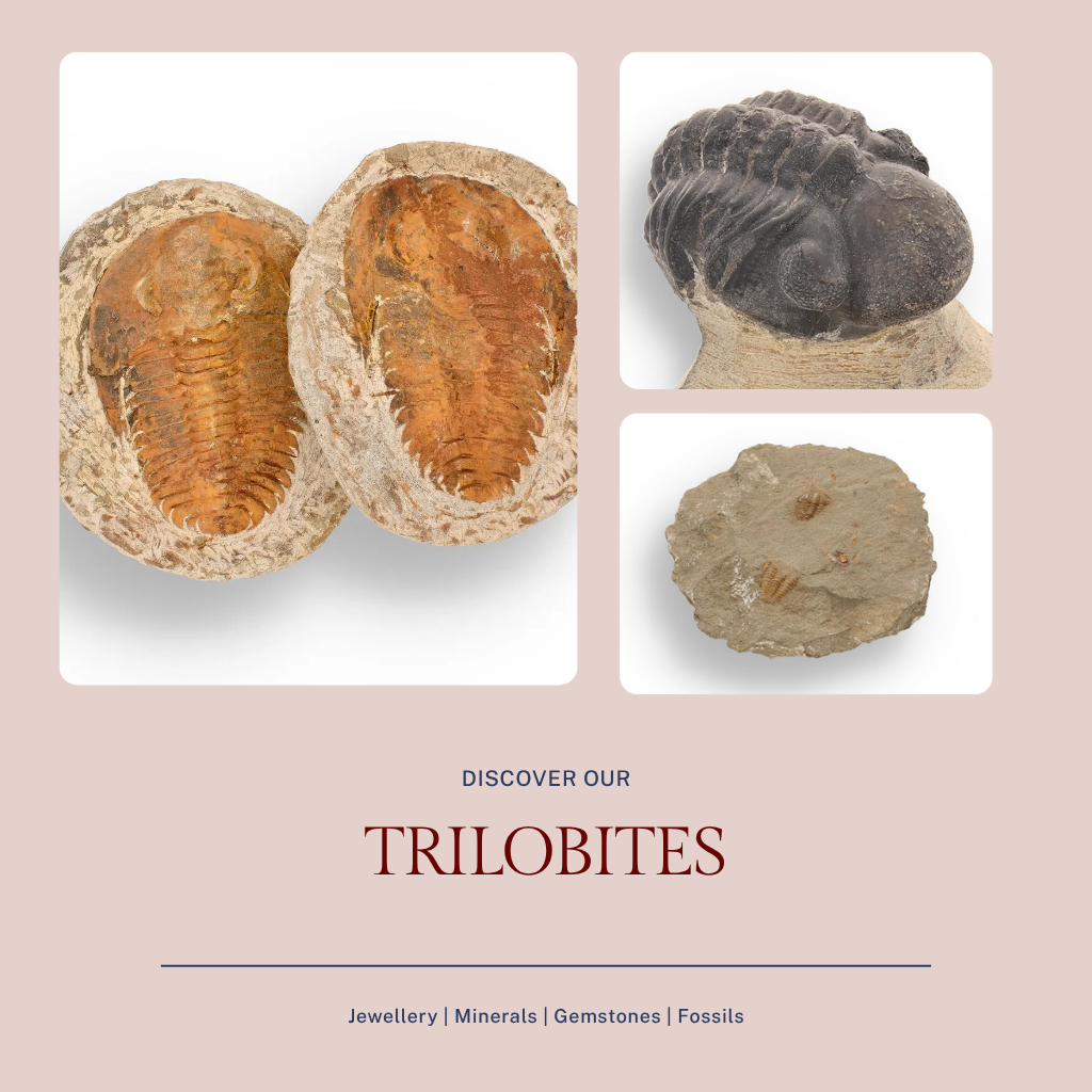 Trilobites - ForeverGems_SA