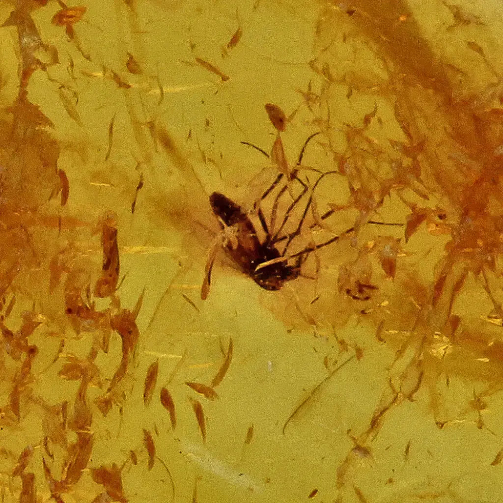 Authentic Baltic Amber with Insect Inclusions – ForeverGems_SA