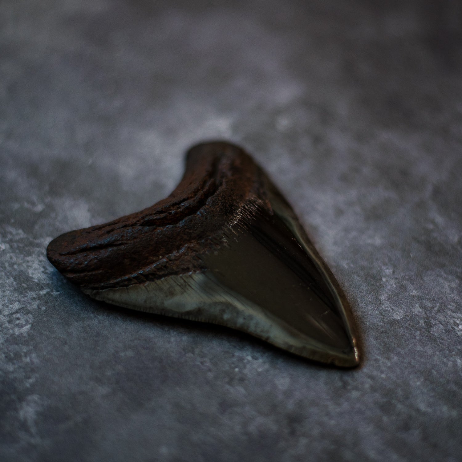 Fossils - ForeverGems_SA