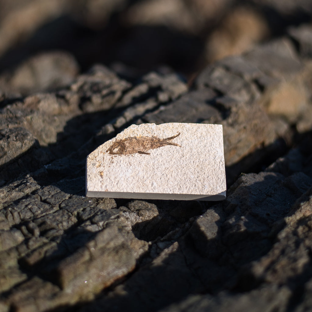 Get your Knightia Fossil Fish from Wyoming Green River Eocene online now or in store at Forever Gems in Franschhoek, South Africa