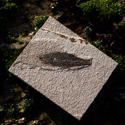 Get your Knightia Fossil Fish from Green River Formation Wyoming online now or in store at Forever Gems in Franschhoek, South Africa