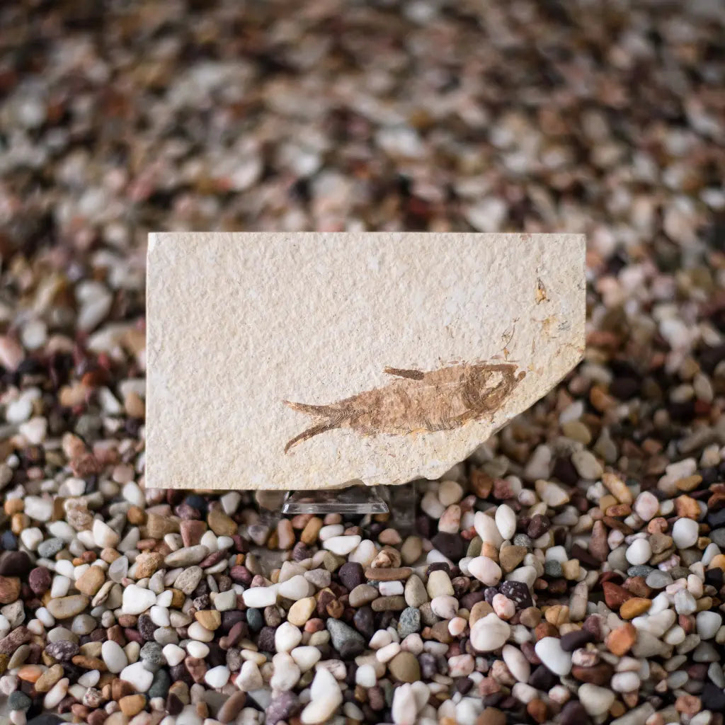 Get your Knightia Fossil Fish from Wyoming Green River Eocene online now or in store at Forever Gems in Franschhoek, South Africa