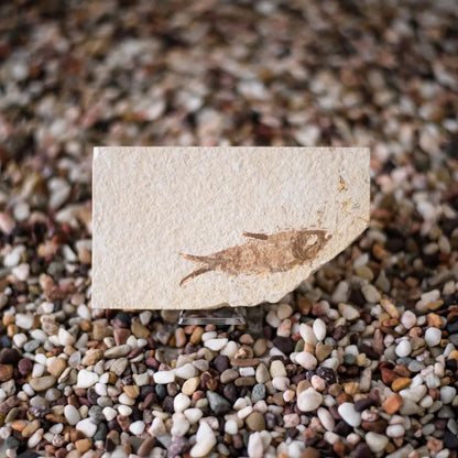 Get your Knightia Fossil Fish from Wyoming Green River Eocene online now or in store at Forever Gems in Franschhoek, South Africa