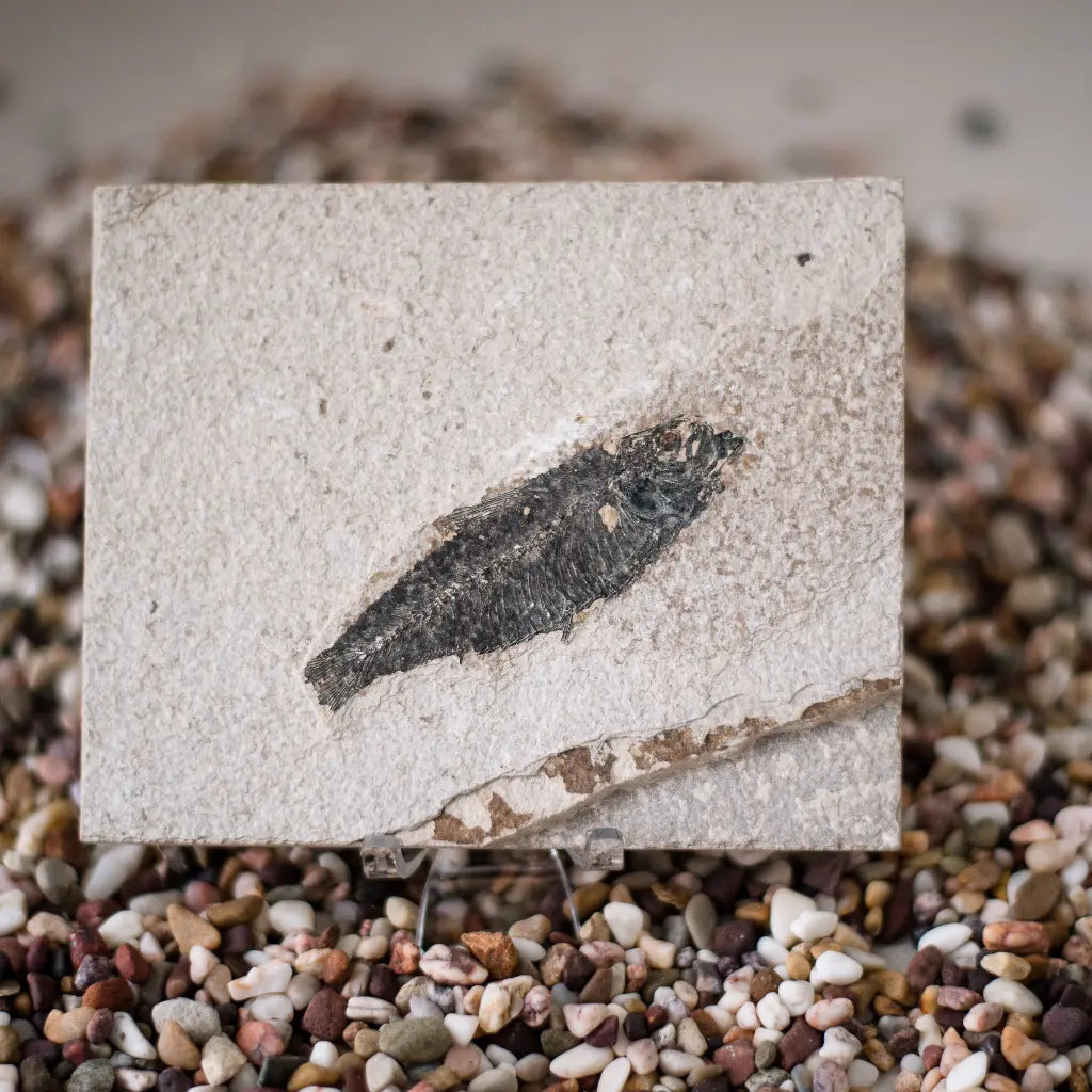 Get your Knightia Fossil Fish from Green River Formation Wyoming online now or in store at Forever Gems in Franschhoek, South Africa