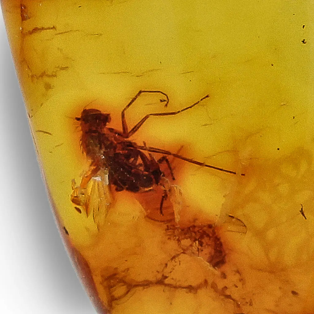 Get your Baltic Amber Insect Necklace in Sterling Silver – Ancient Life online now or in store at Forever Gems in Franschhoek, South Africa