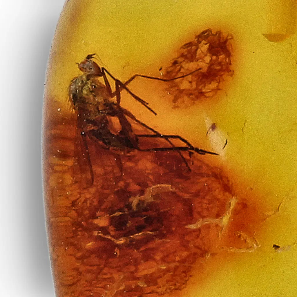 Get your Baltic Amber Insect Necklace in Sterling Silver – Ancient Life online now or in store at Forever Gems in Franschhoek, South Africa