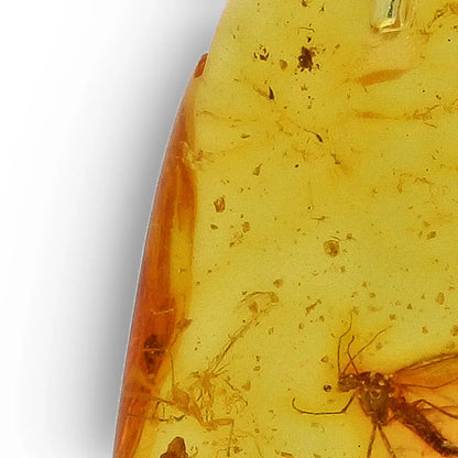 Get your Frozen in Time: Baltic Amber Insect Sterling Silver Necklace online now or in store at Forever Gems in Franschhoek, South Africa