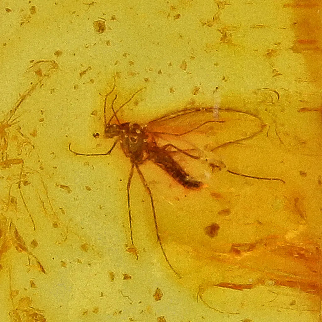 Get your Frozen in Time: Baltic Amber Insect Sterling Silver Necklace online now or in store at Forever Gems in Franschhoek, South Africa