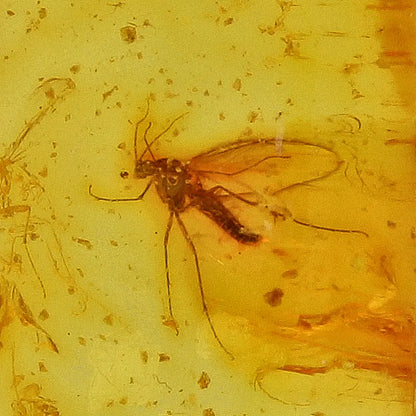 Get your Frozen in Time: Baltic Amber Insect Sterling Silver Necklace online now or in store at Forever Gems in Franschhoek, South Africa