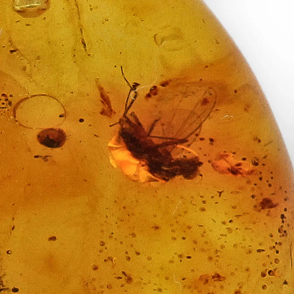 Get your Ancient Life Preserved – Baltic Amber Insect Silver Pendant online now or in store at Forever Gems in Franschhoek, South Africa