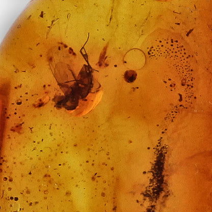 Get your Ancient Life Preserved – Baltic Amber Insect Silver Pendant online now or in store at Forever Gems in Franschhoek, South Africa