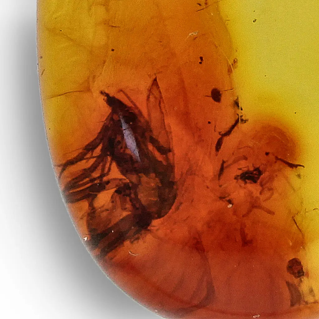 Get your Golden Time Capsule: Baltic Amber Insect Necklace in Silver online now or in store at Forever Gems in Franschhoek, South Africa