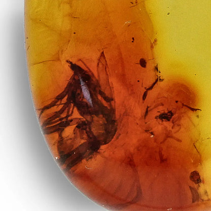 Get your Golden Time Capsule: Baltic Amber Insect Necklace in Silver online now or in store at Forever Gems in Franschhoek, South Africa