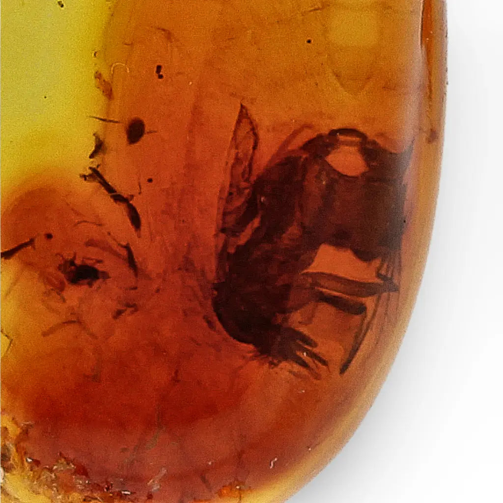 Get your Golden Time Capsule: Baltic Amber Insect Necklace in Silver online now or in store at Forever Gems in Franschhoek, South Africa