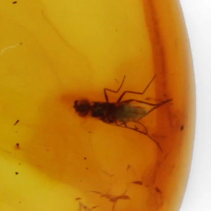 Get your Nature’s Timekeeper – Baltic Amber Insect Silver Necklace online now or in store at Forever Gems in Franschhoek, South Africa