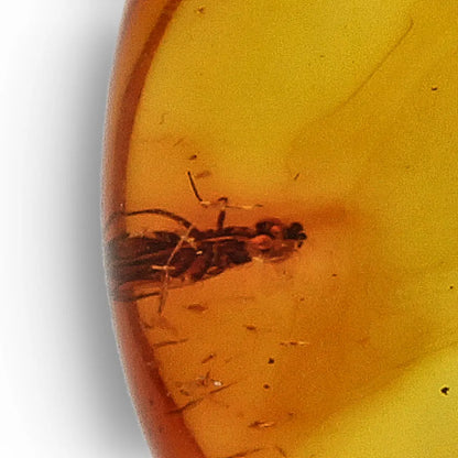 Get your Nature’s Timekeeper – Baltic Amber Insect Silver Necklace online now or in store at Forever Gems in Franschhoek, South Africa