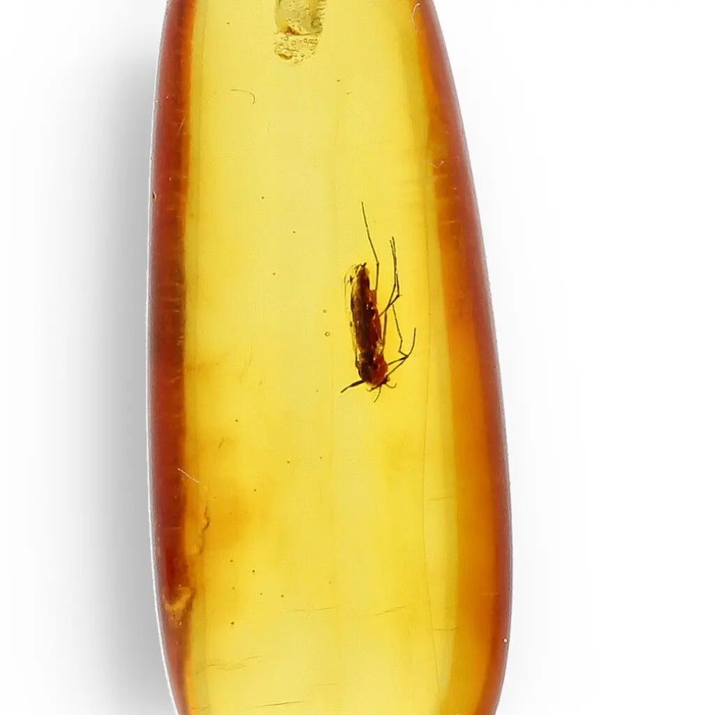 Get your Authentic Baltic Amber Pendant with Insect Inclusion - Silver Chain online now or in store at Forever Gems in Franschhoek, South Africa