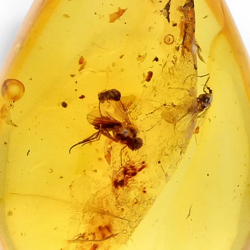Get your Real Baltic Amber Teardrop Pendant - Prehistoric Insect Inclusions online now or in store at Forever Gems in Franschhoek, South Africa