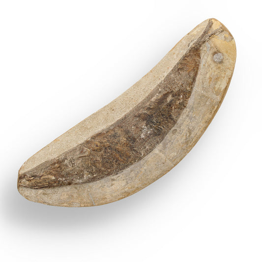 Get your Exceptional Santana Formation Fossil Fish - Pristine Cretaceous Period Aquatic Life Specimen online now or in store at Forever Gems in Franschhoek, South Africa