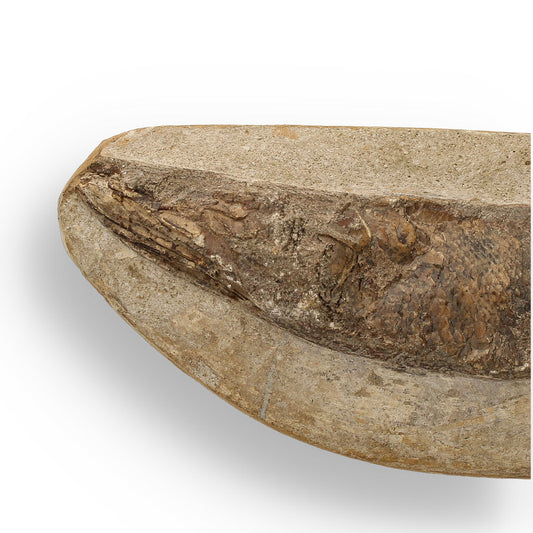 Get your Exceptional Santana Formation Fossil Fish - Pristine Cretaceous Period Aquatic Life Specimen online now or in store at Forever Gems in Franschhoek, South Africa