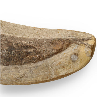 Get your Exceptional Santana Formation Fossil Fish - Pristine Cretaceous Period Aquatic Life Specimen online now or in store at Forever Gems in Franschhoek, South Africa