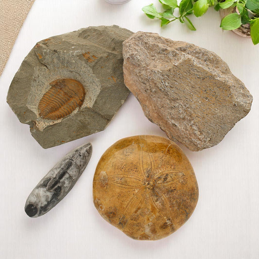 Prehistoric Treasures: The Ultimate Fossil Gift Box!