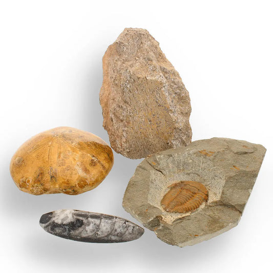 Prehistoric Treasures: The Ultimate Fossil Gift Box!