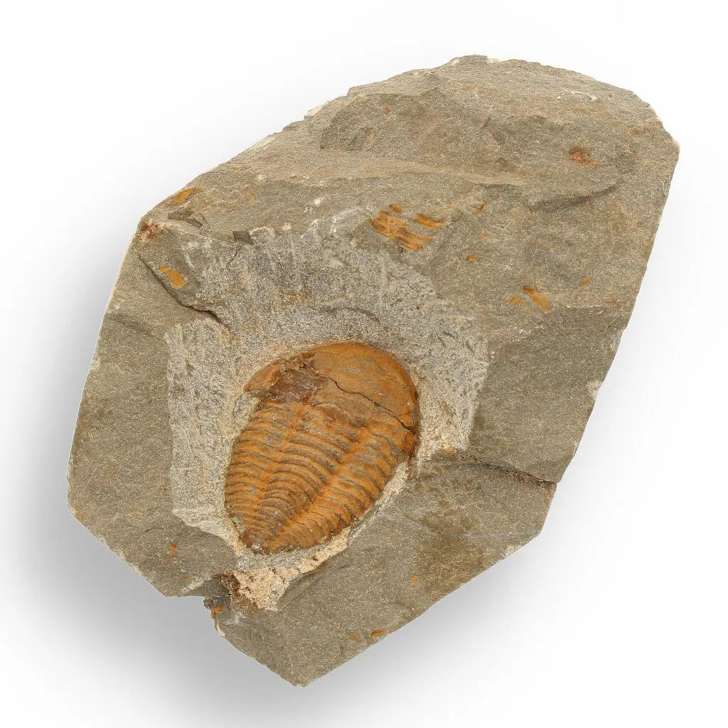 Prehistoric Treasures: The Ultimate Fossil Gift Box!