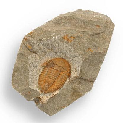 Prehistoric Treasures: The Ultimate Fossil Gift Box!