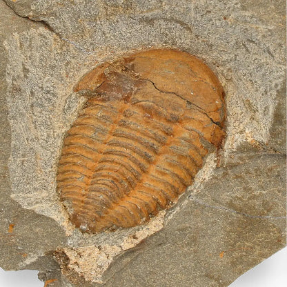 Prehistoric Treasures: The Ultimate Fossil Gift Box!
