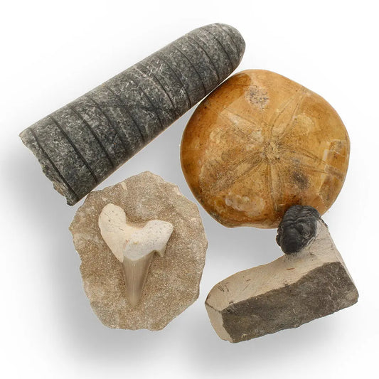 Ocean's Ancient Wonders: Fossil Gift Box of Prehistoric Treasures!