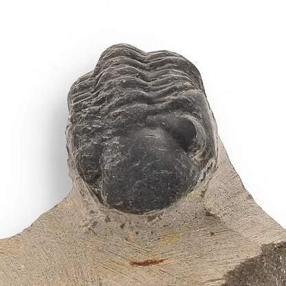 Ocean's Ancient Wonders: Fossil Gift Box of Prehistoric Treasures!