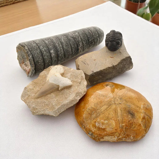 Ocean's Ancient Wonders: Fossil Gift Box of Prehistoric Treasures!