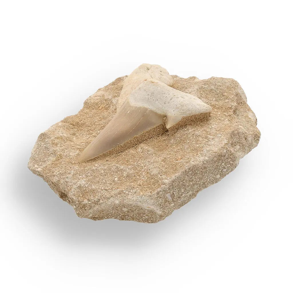 Ocean's Ancient Wonders: Fossil Gift Box of Prehistoric Treasures!