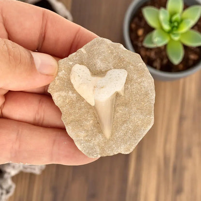 Ocean's Ancient Wonders: Fossil Gift Box of Prehistoric Treasures!