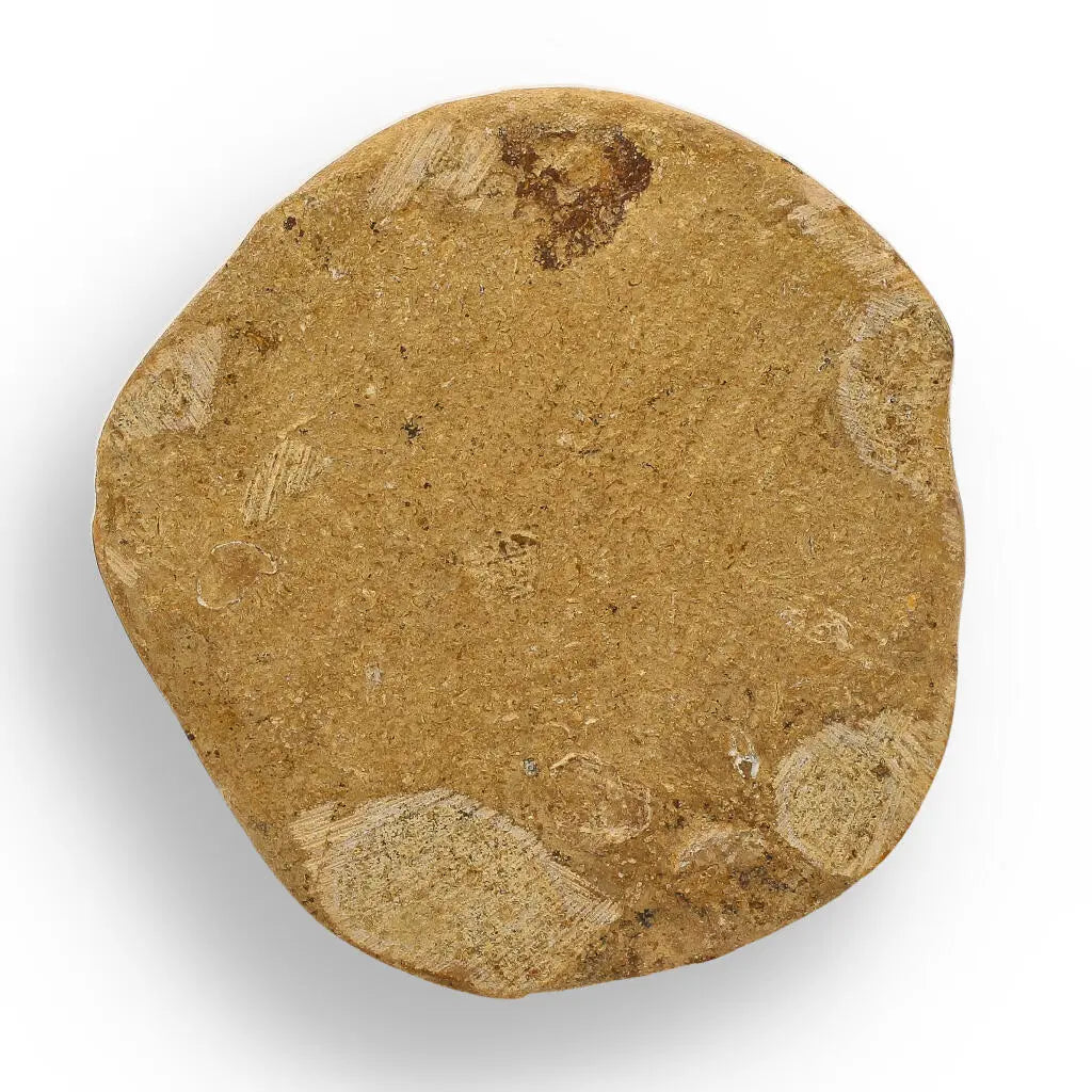 Ocean's Ancient Wonders: Fossil Gift Box of Prehistoric Treasures!